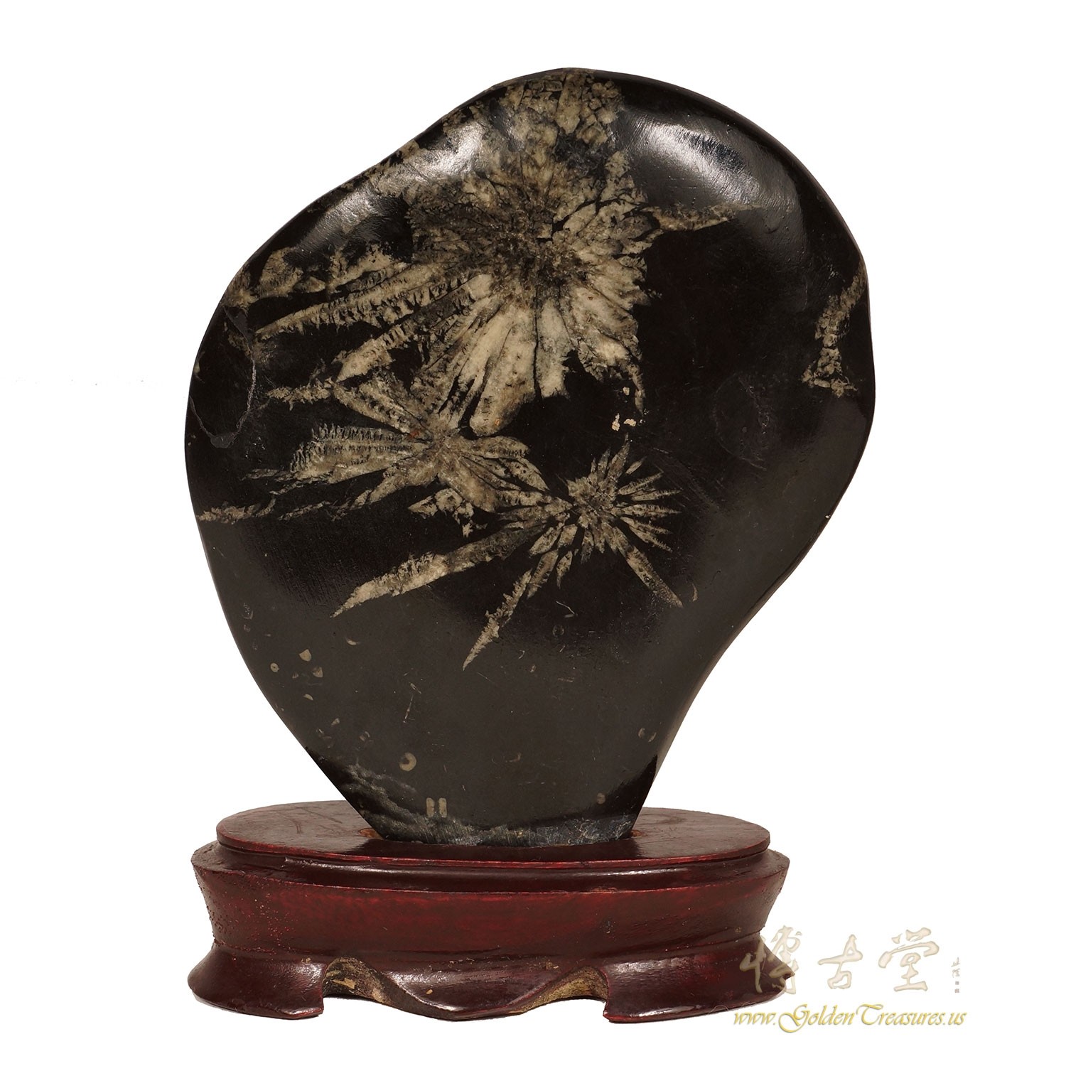 Old Chinese Polished Scholar Stone/Chrysanthemum Stone